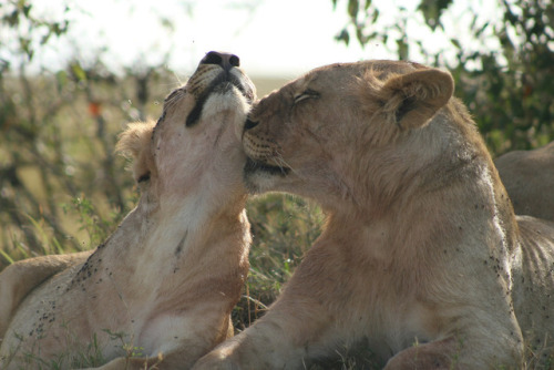 lionappreciationblog:Photo by Colin Jackson