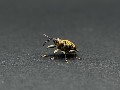 Its Weevil Wednesday