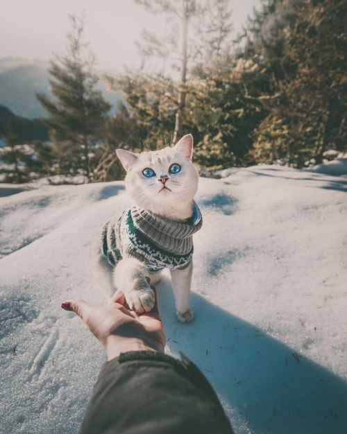 animals-addiction: Look the beauty of this catSource