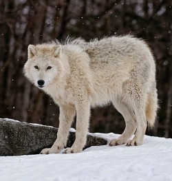 beautiful-wildlife:  Arctic Wolf in Snow by Michael Cummings