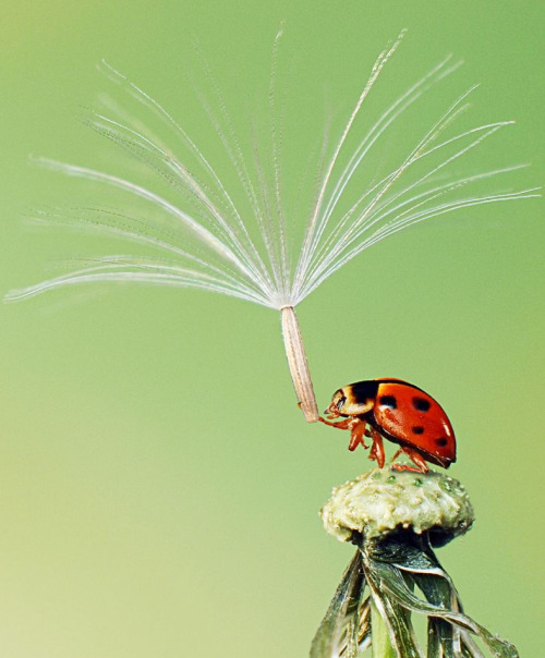 awkwardsituationist:it’s a little known fact that lazy ladybugs will take to flight using the seed h