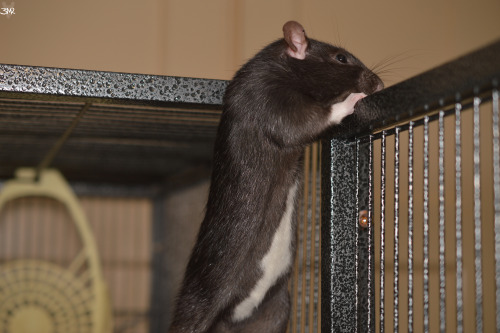 3milysrats:We re-named Mollie to Sable :) she’s heavier than the other girls which is really comfo