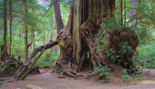 sexsavestheday: Another burst of nature porn. opticallyaroused:  Olympic National Park: One of the wildest places left in the USA Olympic National Park in Washington offers a bit of everything for nature lovers, hikers and adventurers like Pacific Ocean