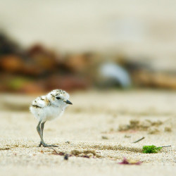 fairy-wren:  snowy plover (photos by beachwalker2008)