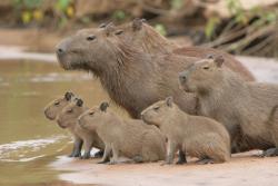 http://animalembassy.com/photo/capybara-family