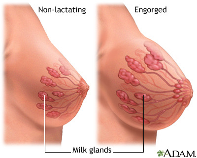 A diagram of how inducing lactation (or any lactation, for that matter) causes breast