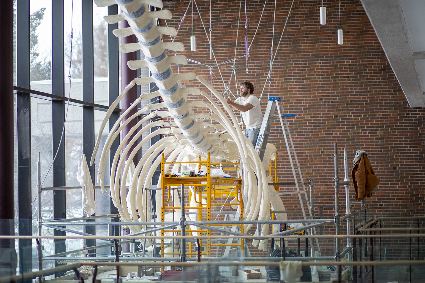 Image for <p>Installation of 55′ fin whale skeleton at the Umbeck Science-Mathematics Center.<br/></p>