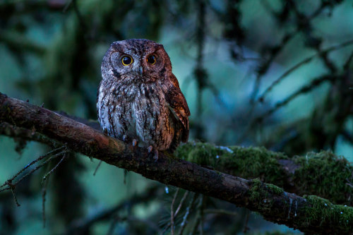 90377:Western Screech Owl by Ken Shults