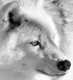 wolfsheart-blog:Eye of the Wolf by   Bill