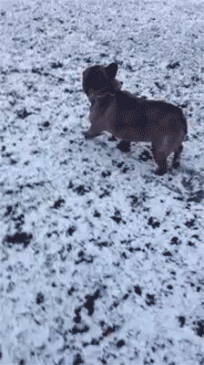 sizvideos:  Cute bulldog discovers snow for the first time - Watch the full video 