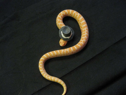 Sex tastefullyoffensive:  Snakes Wearing Hats pictures