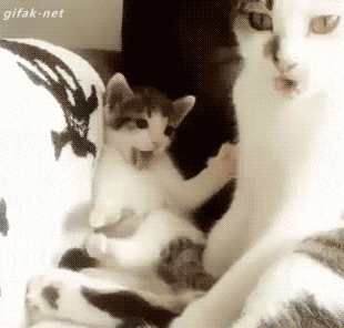 missharpersworld:  gifak-net:  Kitten copies her mom﻿ [video]  i know i already