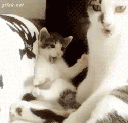 Missharpersworld:  Gifak-Net:  Kitten Copies Her Mom﻿ [Video]  I Know I Already