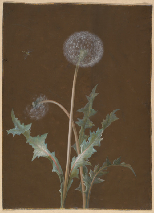 heaveninawildflower:Dandelion (circa 1755) by Barbara Regina Dietzsch (German, 1706 - 1783).Watercol