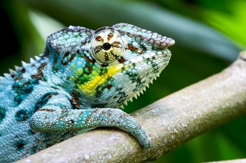 Panther Chameleon(Michael Angst)