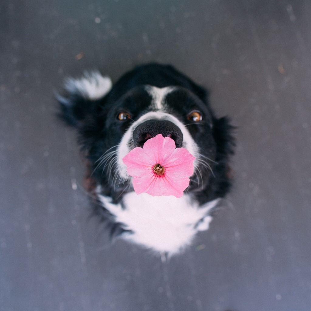 the-book-ferret:  findmomo:  A little thank you for you. 🌸  Pretty sure Momo is