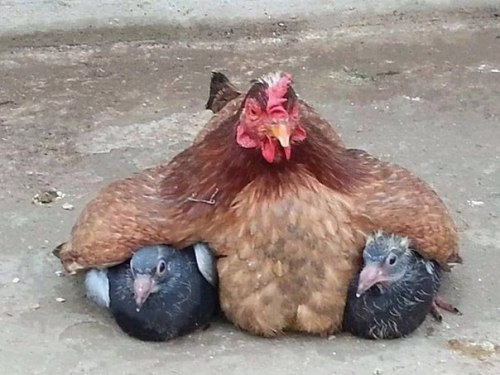 becausebirds:  akira-birds:  “Don’t dare question me, they’re my loved babies and I don’t care about what you’re thinking!” -Mrs Brown Chicken  @becausebirds@avianawareness  A mother loves her babies no matter what. 