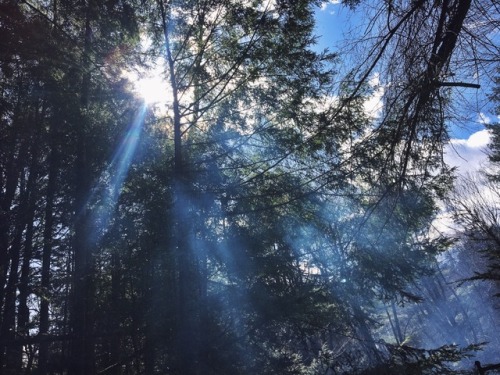 teacupsandcauldrons:Lost in the woods
