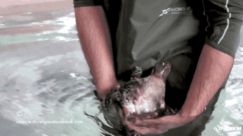 gifsboom:Video: Hand Feeding & Playing With A Friendly Platypus