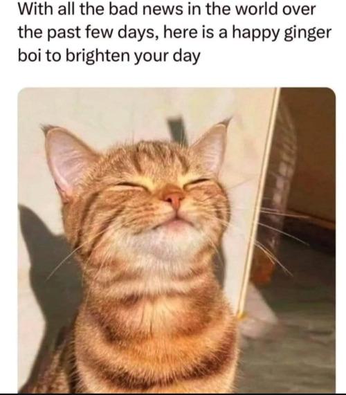 No Cats, No Happy Life! Cats Are My Antidepressants.
