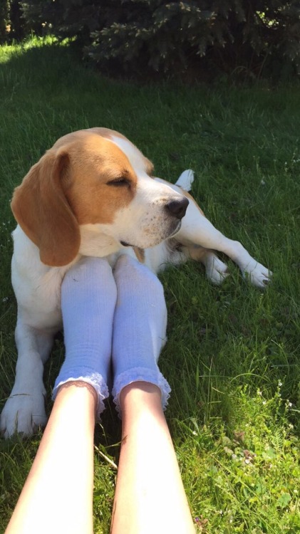 puffymoon:  my socks are the main reason why they laugh at me at school🌱🐶