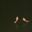 faalsee-alarmm