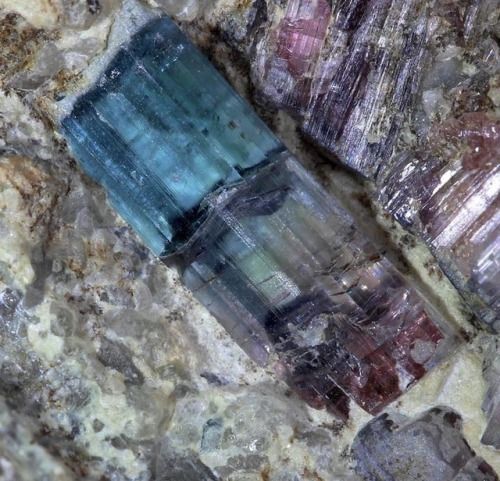 geologypage:  Elbaite | #Geology #GeologyPage #Mineral  Locality: Glenbuchat, Aberdeenshire, Scotland, United Kingdom Largest Crystal: 8mm  Photo Copyright © ThamesValleyMinerals /e-rocks.com  Geology Pagewww.geologypage.com
