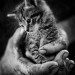 tumblr photo prettycocokitty 10