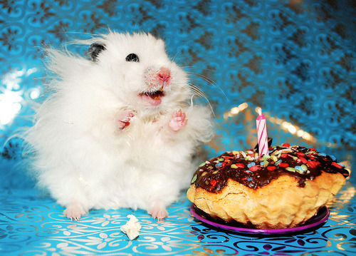 cuteness-daily:  So I decided to look up “happy birthday hamsters” and now I regret nothing. 