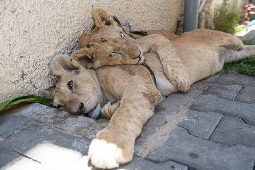 culturenlifestyle:Two Adorable Inseparable Lion CubsRescued in a refugee camps in the Gaza Strip, th