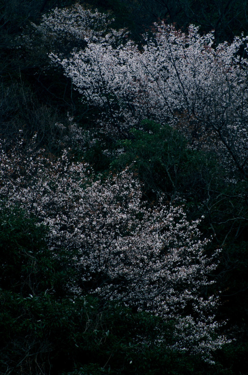 Sakura blossom by Kiyoshi YAMATODANI