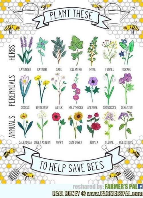 Sadly the bee population has decreased, let’s help the bees!!