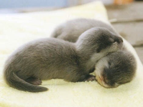 Porn photo catgirl2525:  Cute baby otters! 