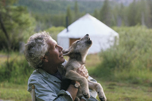wonderous-world:Wolves get a bad rap in folklore, but Jim and Jamie Dutcher spent six years (1990-19