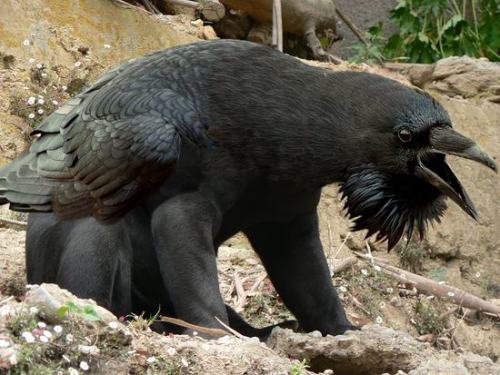 pleatedjeans:  Bears With Beaks (16 Pics)