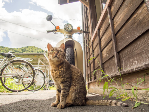 totorohblog: よう走んねんで、これ。 Cub & cat.