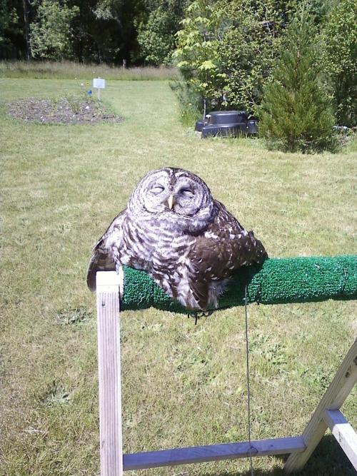 kvothbloodless: becausebirds: Apparently owls melt in direct sunlight. Absolute Unit