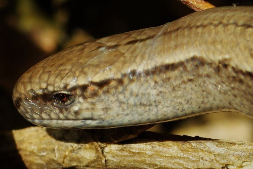 Lots of sun yesterday morning after a few rainy days - it brought all the reptiles out.