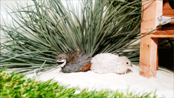 ashycat:  fat-birds:  Peep and Peep Peep enjoying a sand bath in the sun.  One of my favorite bird species - other than owls and other birds of prey. Is the Quail. They’re such adorable creature.