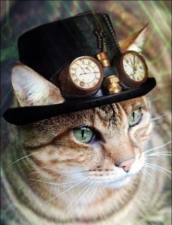 steampunktendencies:  Happy Caturday ! 