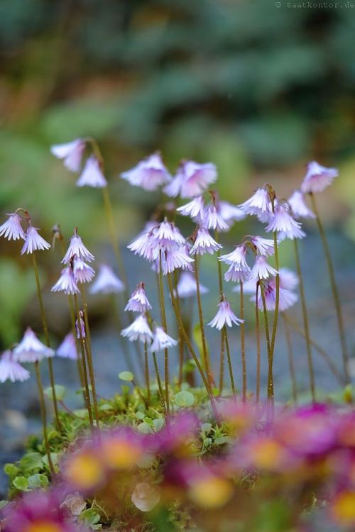 Soldanella Snowbell, Alpine Snowbells / Alpengloeckchen, Karpaten-Soldanelle ‘Spring Symphony’ (Sold