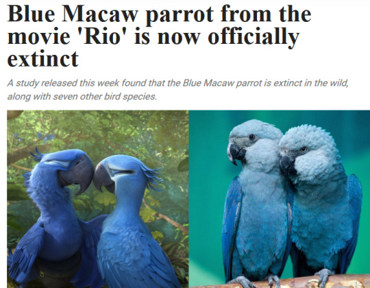 moonymango:  Yo, you guys remember Rio from Blue Sky Studios (Happy Feet, The Peanuts Movie)? Y’know, that movie about a Spix’s Macaw that believes to be the last of his kind? And then finds out that he isn’t? And proceeds to find friends, have