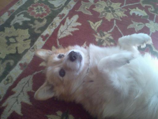 corgiaddict:  This is Ally showing some of here derp-ie-ness she passed away today
