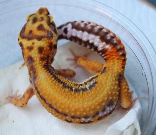 lunationgeckos: A pair of new arrivals from Geckoboa!  Meet Fafnir and Scatha. 