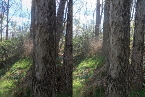 Treebark Cross your eyes a little to see these photos in full 3D. (How to view stereograms) 