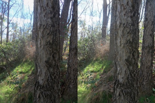 Treebark Cross your eyes a little to see these photos in full 3D. (How to view stereograms)