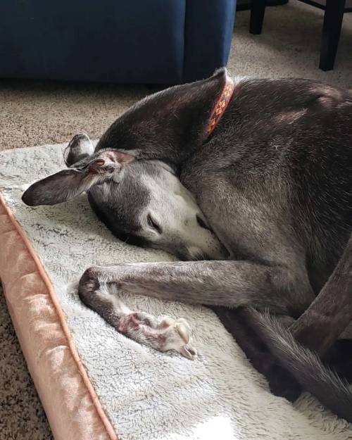 A work of art #greyhound #retiredracer #spooniepets #greyhoundsofinstagram #themightytalos  