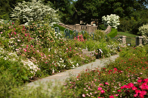 Roses don’t always need context or occasion. Namely when there are…lots and lots of the