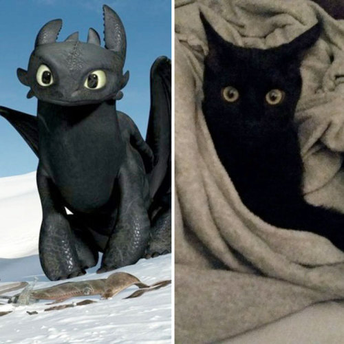 itsperegrine:pr1nceshawn:Cats or Toothless!?That last gif is actually what they did to get that reac