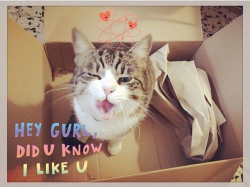 Who&rsquo;s my favorite catlady?! #valentines #love #happy #gatto #roma #cute #happyvalentinesda